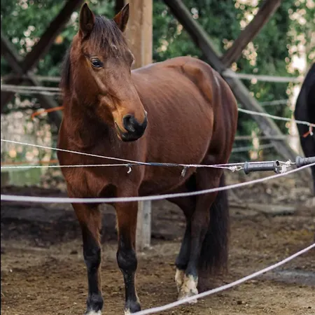 View & Hiking In Italian Riviera Appartement *