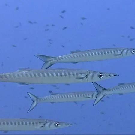 View & Hiking In Italian Riviera Lejlighed *